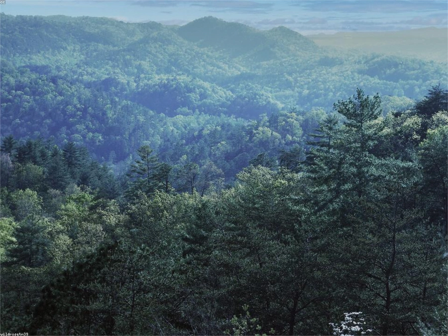 Timber Acreage in Wayne County
